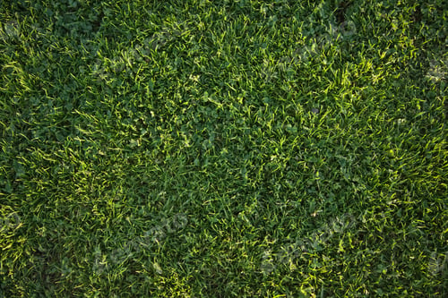 Preview: Beautiful Green Grass Background Texture