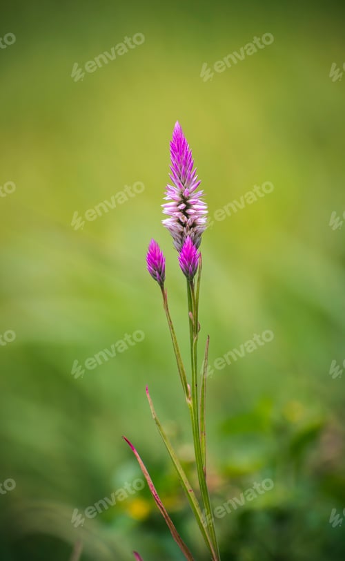 Preview: Flamingo feathers bloom against soft green bokeh background.