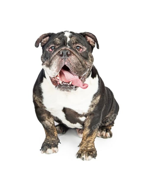 Preview: Funny Bulldog Sitting With Tongue Hanging Out