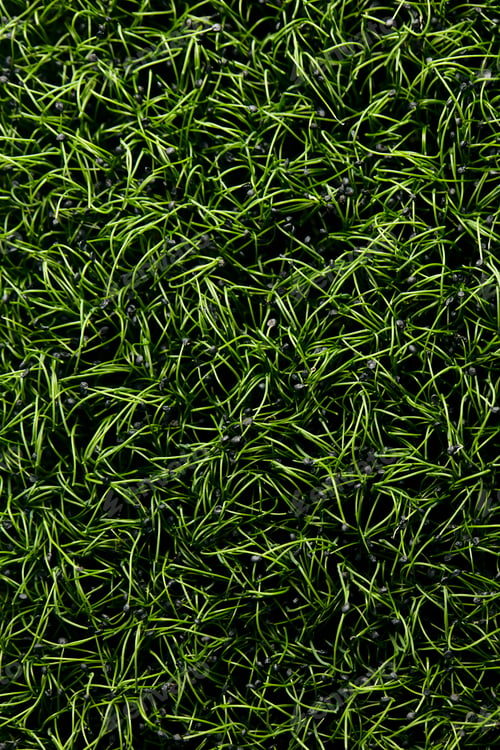Preview: Close up of tightly packed garlic chive microgreen seedlings shot from above