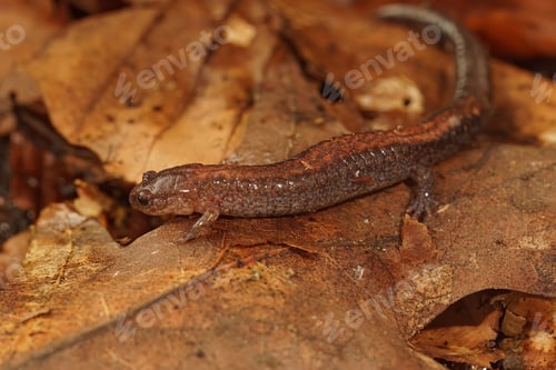 Preview: Closeup of a Red-backed salamander (Plethodon cinereus) on dried brown leaves