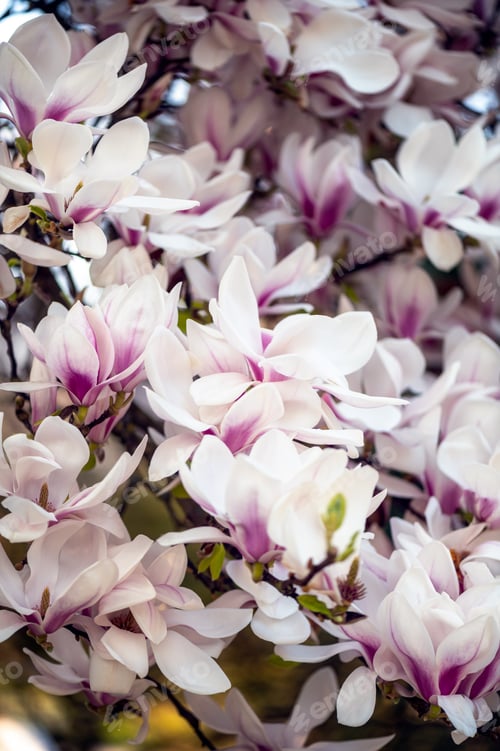Preview: Pink Magnolia Tree with Blooming Flowers during Springtime
