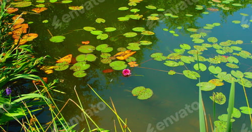 Preview: Beautiful nameless pond, soft pink wild water lily grows in a colored wsamp with little fish. Green