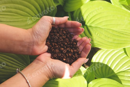 Vorschau: Kaffeebohnen