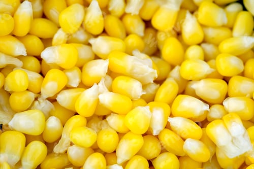 Preview: Boiled corn seeds yellow pattern