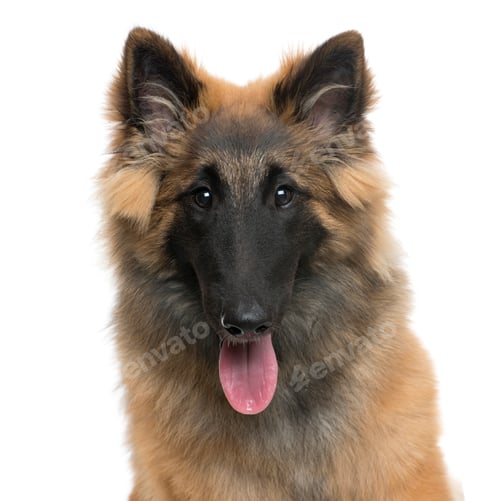 Preview: Close-up of a Belgian Shepherd dog panting, cut out