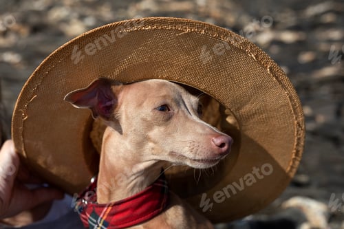 Preview: Little italian greyhound dog with hat in the beach