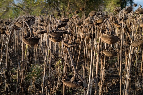 Preview: Ripened dry sunflowers in the field. Autumn agricultural landscape, food-oil industry