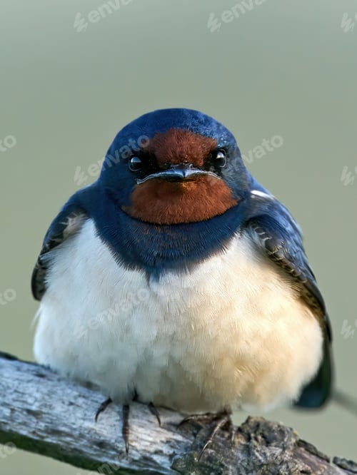 Preview: Barn swallow (Hirundo rustica)