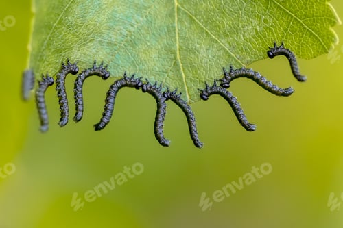 Preview: Group of caterpillars eating a leaf