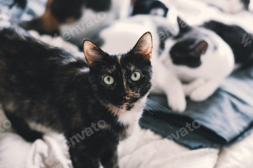 Preview: Beautiful cat looking at the camera in the bed in the foreground lies behind a pair of blurry