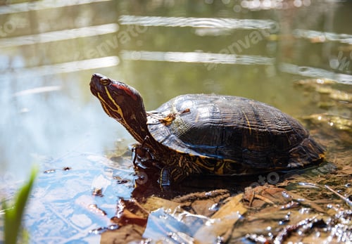 Preview: a red-eared turtle in a pond basks in the sun on a summer sunny day. Close up