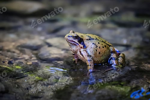 Preview: Vibrant green frog standing on the rocks in a shallow stream of water