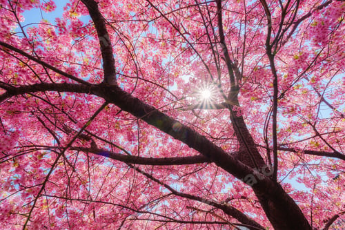Preview: Cherry blossom sakura tree with pink petal blooming during spring in Japan