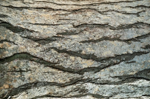 Preview: Bark of tree cedar closeup. Natural texture