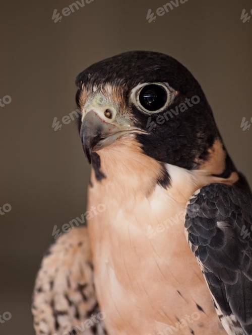 Preview: Falcon face