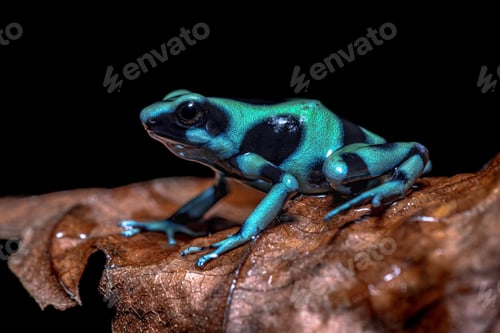 Preview: Green and black poison dart frog