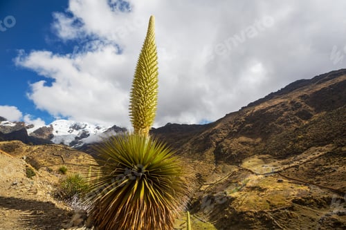 Preview: Puya