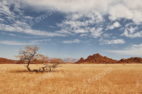 Preview: Trees are growing in the extreme climate land. Majestic view of amazing landscapes in African desert