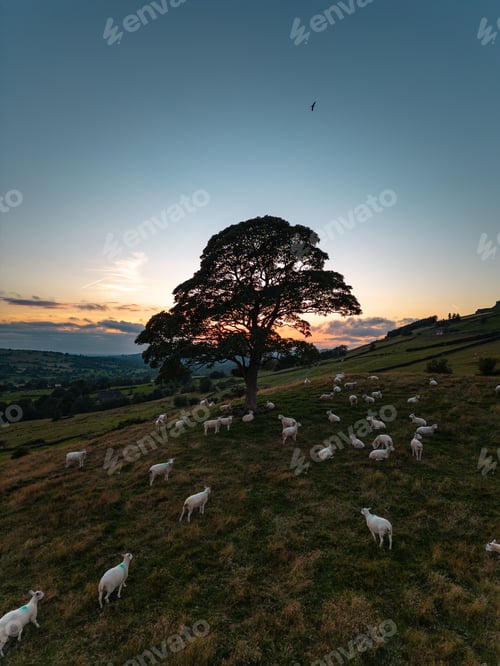 Preview: Vertical shot of a lone tree during sunset and sheep grazing underneath in Staffordshire, England