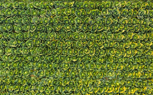 Preview: Sunset over a field of cabbage aerial view from above