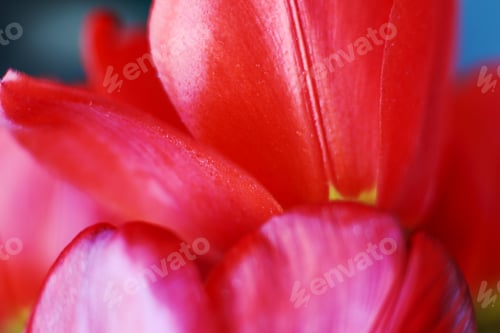 Preview: red open tulip. Flower pattern background. tulip petals macro