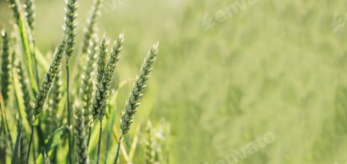Preview: Macro close up of fresh young ears of young green wheat in spring summer field.