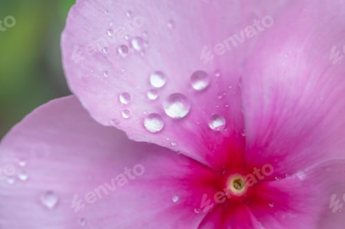 Preview: Pink Flower with Water Droplets in Macro Detail