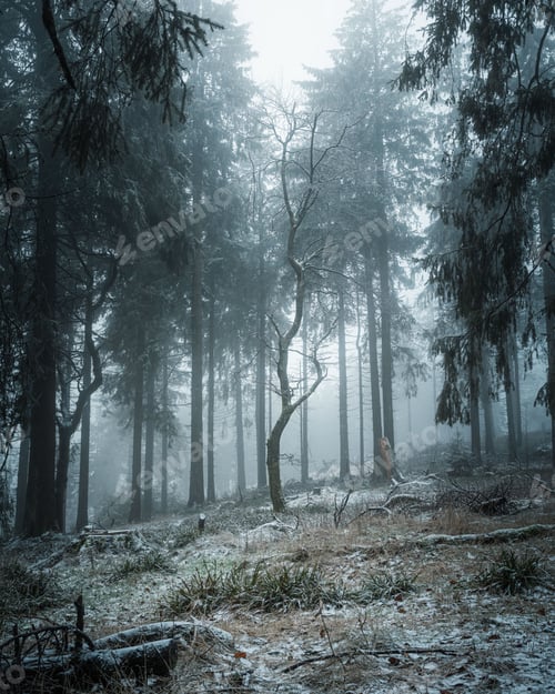 Preview: Misty Winter Forest Scene