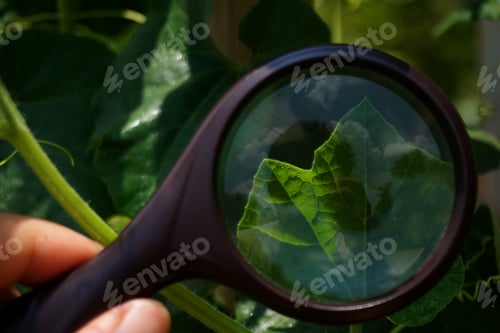 Preview: Look into nature through a magnifying glass