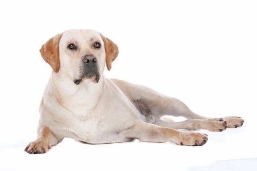 Preview: Dog Resting in a White Background