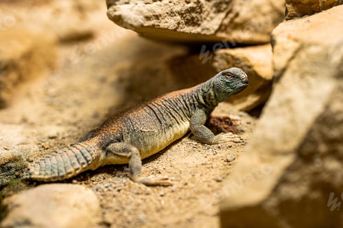 Preview: Close-up of lizard in its habitat on land. Beautiful reptile in zoo terrarium. Exotic tropical