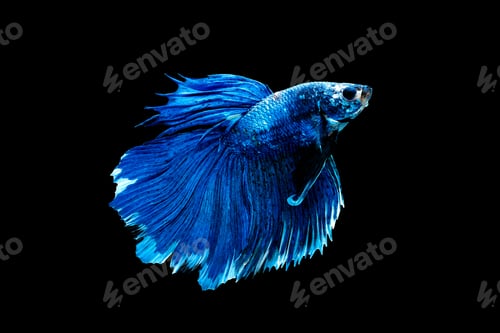 Preview: Blue betta fish, Siamese fighting fish was isolated on black background