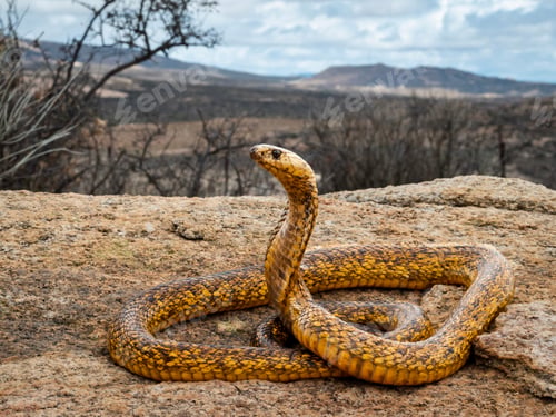 Preview: a Cape Cobra (Naja nivea) rests on the rocks and looks around
