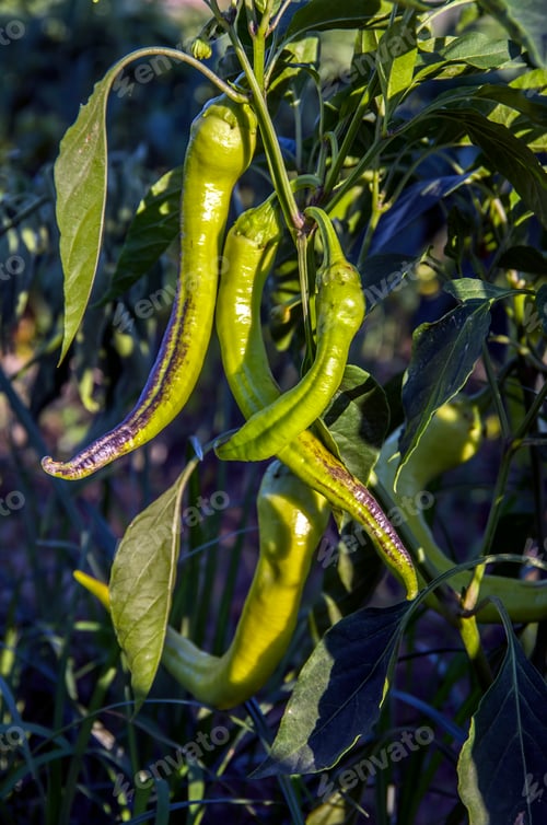 Preview: Green fresh pepper field, agriculture. Natural farm photo.