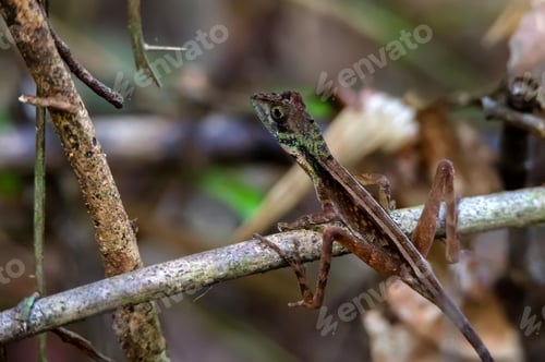 Preview: Brown-patched Kangaroo Lizard - Otocryptis wiegmanni, lizard of Sri Lanka