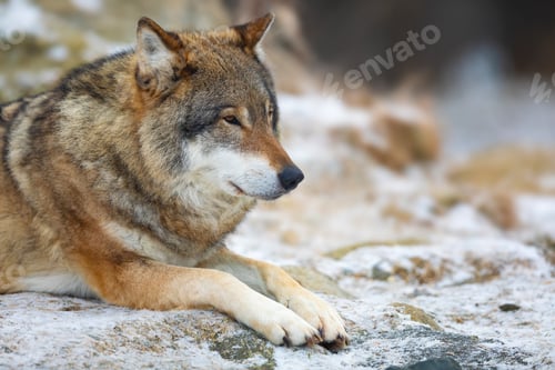 Preview: Adult male wolf rests in the forest in early winter