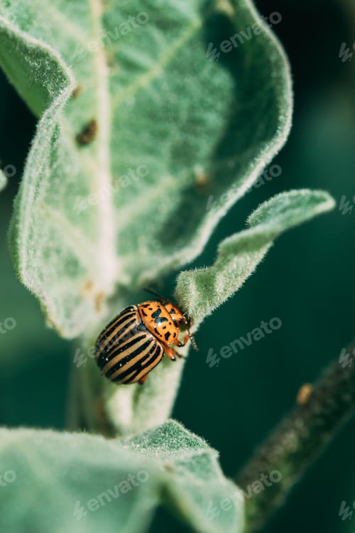 Preview: Colorado Beetle Eats A Potato Leaves Young. Colorado Potato Striped Beetle Or Leptinotarsa