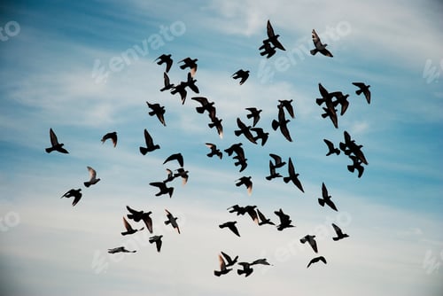 Preview: Silhouettes of pigeons