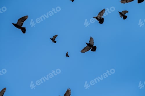 Preview: Flock of birds seen flying in sky