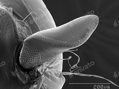 Preview: Air horn of moth fly (Psychodidae) larva SEM