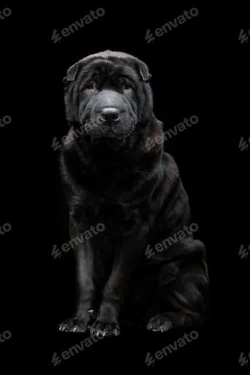 Preview: Beautiful shar pei dog over black background