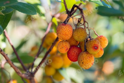 Preview: Arbutus flowers and leaves