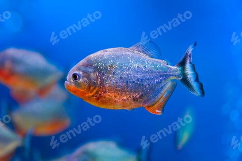 Preview: Colorful fish
