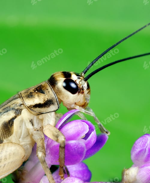 Preview: Cricket