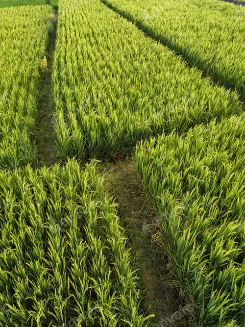 Preview: Aerial view of rice fields,Bali,Indonesia