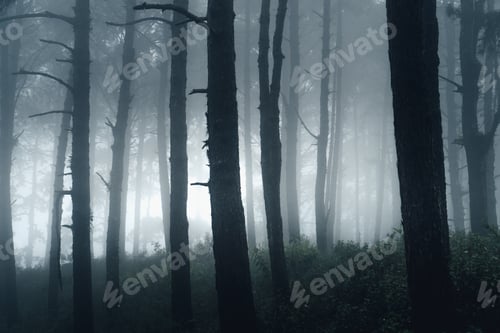 Preview: dark forest during a foggy,forest pine in asia