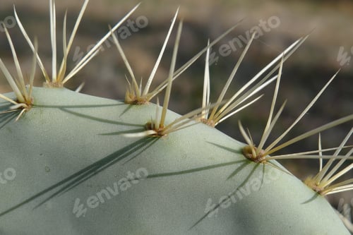 Preview: Close-up shot of cactus spines during the day