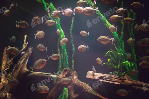 Preview: aquarium with colorful fishes