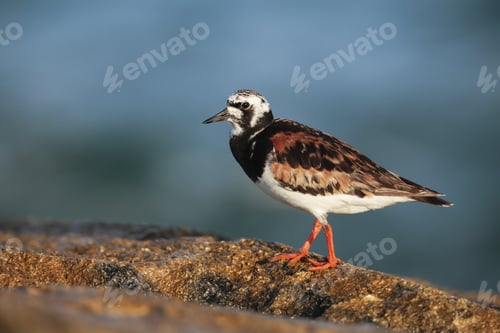 Preview: Adult Ruddy turnstone Arenaria interpres